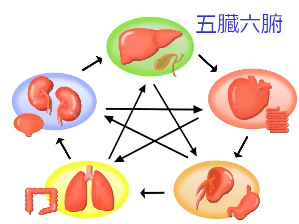 五臓六腑(図)