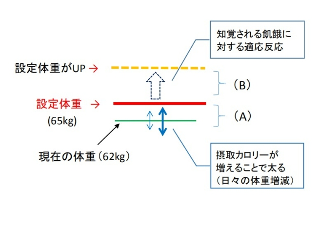 体重増加の異なるプロセス