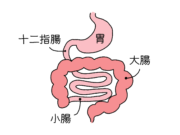 胃腸