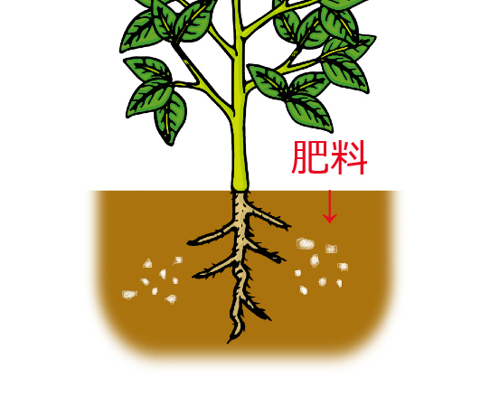 植物に肥料