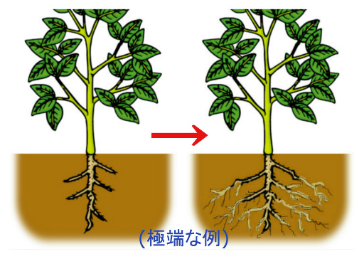 根が伸びる２