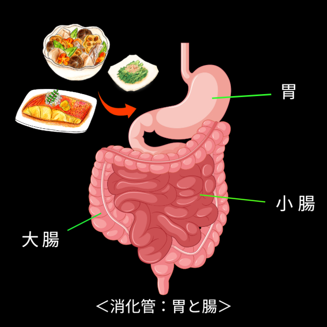 消化管（胃と腸）